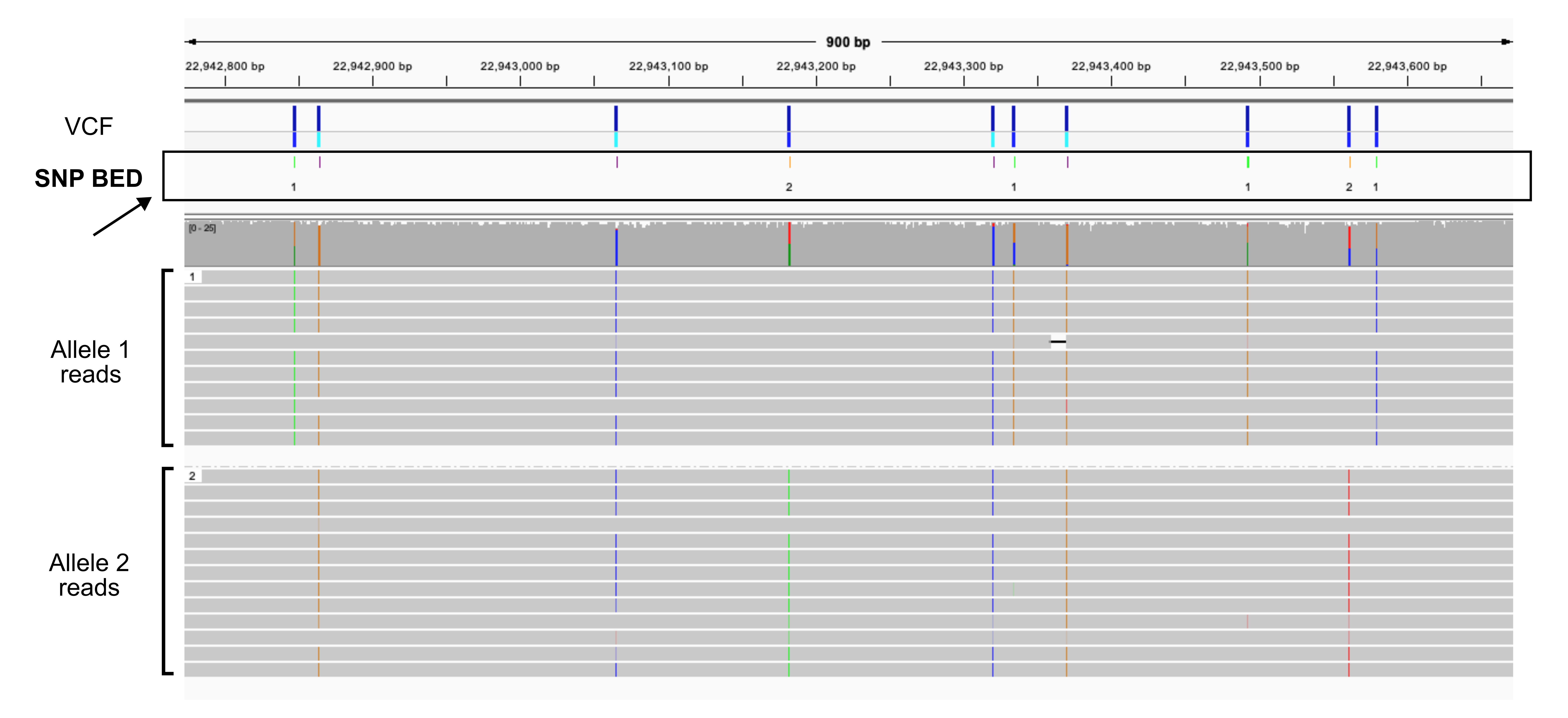 Screenshot of IGV with phased bam file, VCF file, and the color-coded variant BED file.